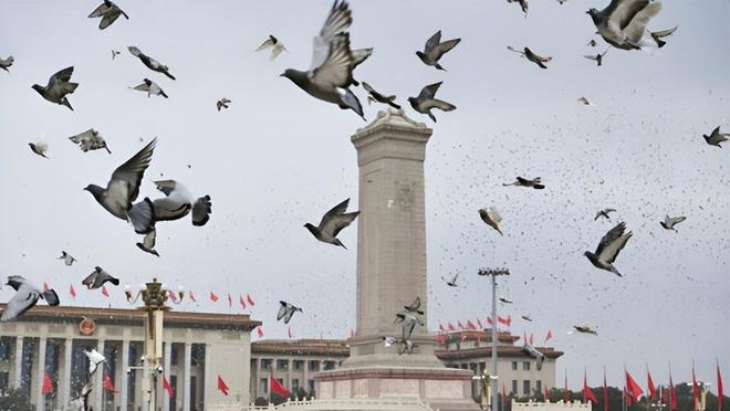 ”的关在特殊笼子放飞有的已经到家了瓦力娱乐棋牌8万羽和平鸽都是“借来(图5)