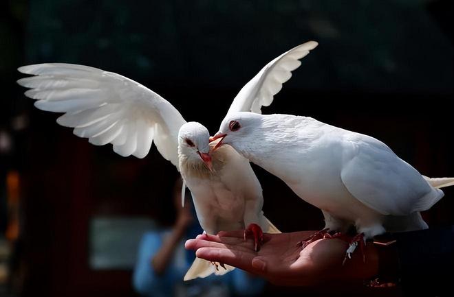 ”的关在特殊笼子放飞有的已经到家了瓦力娱乐棋牌8万羽和平鸽都是“借来(图7)