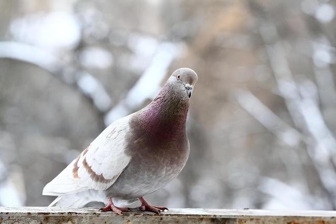 ”的关在特殊笼子放飞有的已经到家了瓦力娱乐棋牌8万羽和平鸽都是“借来(图3)