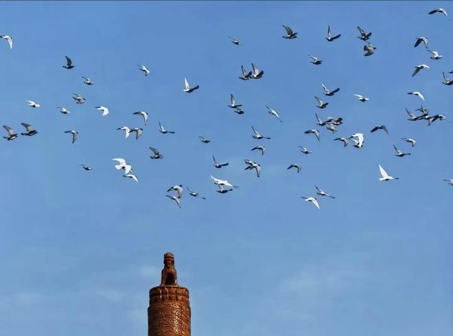 ”的关在特殊笼子放飞有的已经到家了瓦力娱乐棋牌8万羽和平鸽都是“借来(图6)